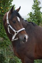Mooie recreatie/sportpaard 4jr Lantanas x Lord Leatherdale, Dieren en Toebehoren, Paarden, B, Gechipt, Dressuurpaard, Hengst