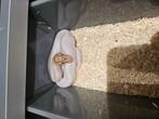0.1 Banana Piedbald Het Hypo NK 25, Dieren en Toebehoren, Slang, Tam, 0 tot 2 jaar