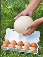 Echt struisvogel Ei uitgeblazen, Geslacht onbekend, Overige soorten