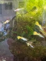 Guppies, Dieren en Toebehoren, Vis