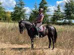 New Forest D pony ‘s te koop. Een 5 jarige en 2 veulens., Dieren en Toebehoren, Pony's, Gechipt, 0 tot 2 jaar, Meerdere dieren