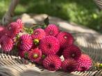 ===> Dahlia knollen burlesca pluktuin<===, Ophalen of Verzenden, Voorjaar, Volle zon, Knol