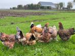 Jonge tamme Brahma kippen gesekst & ingeënt, Dieren en Toebehoren, Pluimvee, Vrouwelijk, Kip