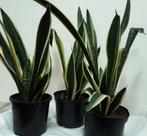 Sanseveria,  luchtzuiveraar, Ophalen, Vetplant, Halfschaduw, Minder dan 100 cm