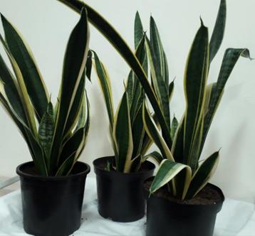 Sanseveria,  luchtzuiveraar  beschikbaar voor biedingen