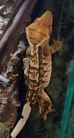 Tekoop: Wimpergekko -Extreme Harlequin Partial Pinstripe 1.0, Dieren en Toebehoren, Reptielen en Amfibieën, Hagedis