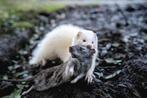 Gevraagd jachtterier en fretten, Dieren en Toebehoren, Honden | Jack Russells en Terriërs, Rabiës (hondsdolheid), Overige rassen