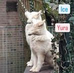 Husky roedel ter overname aangeboden. 1 reu en 5 teven, Dieren en Toebehoren, CDV (hondenziekte), Poolhond, Meerdere, Meerdere dieren