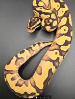 Verschillende pythons, Slang, 0 tot 2 jaar