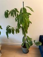 Avocado plant 1.5 meter hoog, Ophalen, Overige soorten, Halfschaduw, In pot