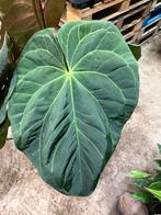 Anthurium Papi - Prachtexemplaar!  1,4 meter hoog!!, Ophalen