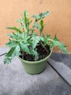 Echinops / kogeldistel, Tuin en Terras, Planten | Tuinplanten, Halfschaduw, Zomer, Overige soorten, Ophalen