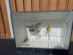 Kanarie's, Dieren en Toebehoren, Vogels | Kanaries, Meerdere dieren