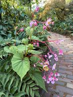 6x Winterharde Begonia Grandis, tuinplanten, Ophalen, Overige soorten, Volle zon