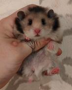 Jonge Syrische Hamsters / Goudhamsters, Dieren en Toebehoren, Hamster, Juli, Meerdere dieren, Tam