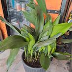 Aspidistra 90 cm hoog, Huis en Inrichting, Kamerplanten, Ophalen, Overige soorten, Minder dan 100 cm