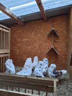 Duiven Kapucijnen, Meerdere dieren, Overige soorten