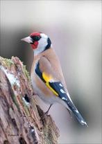 Bloemputters gezocht pop, Dieren en Toebehoren, Vrouwelijk