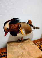 Opgezette Manderijneend - Prachtig Decoratiestuk, Ophalen, Vogel, Opgezet dier