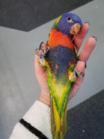 Jonge Baby Lori v. d. Blauwe Bergen | Nieuwsgierig | Handtam, Dieren en Toebehoren, Vogels | Parkieten en Papegaaien, Meerdere dieren