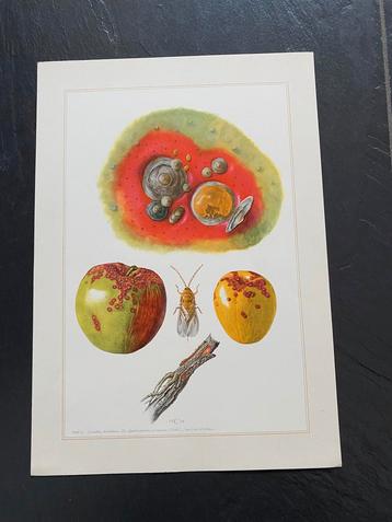 7 prenten insekten/bloedzuigers 19x27 cm  14 euro luizen beschikbaar voor biedingen