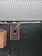 Te koop koppel kakarikie's, Dieren en Toebehoren, Vogels | Parkieten en Papegaaien, Meerdere dieren, Parkiet, Geringd