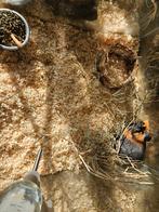 Mus porcellus Cavia, Maart, Meerdere dieren, Cavia