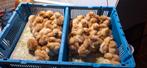 Novogen hen kuikens, Meerdere dieren, Kip