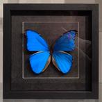 morpho didius vlinder in luxe zwarte lijst, Verzamelen, Dierenverzamelingen, Ophalen of Verzenden, Nieuw, Insect, Opgezet dier
