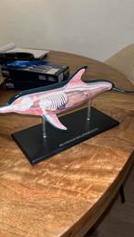 4d vision dolphin anatomy model 4d dolfijn, Hobby en Vrije tijd, Modelbouw | Vliegtuigen en Helikopters, Ophalen of Verzenden