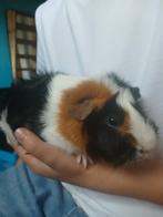 Beertje cavia, Cavia, Juni, Mannelijk, Tam