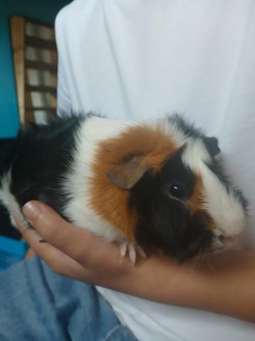 Beertje cavia beschikbaar voor biedingen
