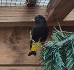 Zwarte sijs mannen correct geringd en met DNA papieren., Dieren en Toebehoren, Mannelijk, Tropenvogel, Geringd