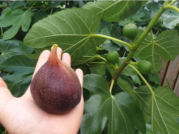 Vijgen boom van 30 - 60 cm Deze mooie boom met sierlijk blad beschikbaar voor biedingen
