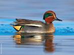 Siereenden - Europese Wintertaling, Meerdere dieren, Eend