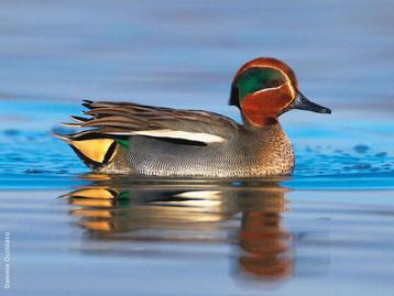 Siereenden - Europese Wintertaling beschikbaar voor biedingen