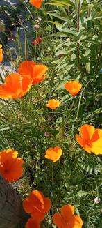 Eschscholzia californica - Slaapmutsje zaden, Ophalen of Verzenden, Voorjaar, Volle zon, Zaad