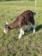 Toggenburger geiten geitjes, Dieren en Toebehoren, Schapen, Geiten en Varkens, Meerdere dieren, Geit