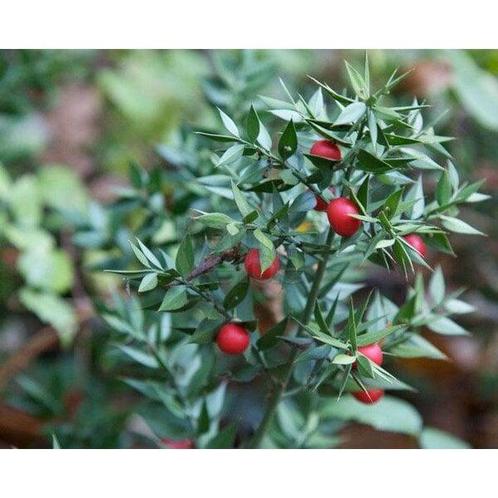 Ruscus aculeatus (Muizedoorn) Bio, Tuin en Terras, Planten | Tuinplanten, Vaste plant, Overige soorten, Halfschaduw, Zomer, Verzenden