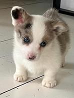 lief nestje corgi pups, Dieren en Toebehoren, Parvo, 8 tot 15 weken, Meerdere, Meerdere dieren