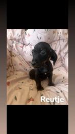 Teckel puppy's, Dieren en Toebehoren, Honden | Teckels en Dashonden, Standaard, CDV (hondenziekte), 8 tot 15 weken, Korthaar