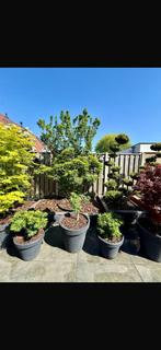 Mikawa Yatsubusa japanse esdoorn acer palmatum, Tuin en Terras, Planten | Bomen, Bloeit niet, Halfschaduw, 100 tot 250 cm, Overige soorten