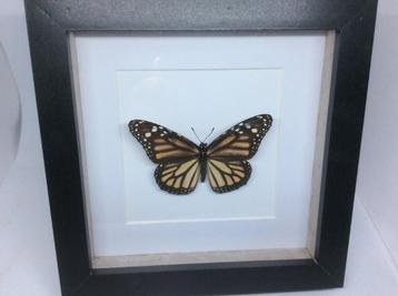 vlinder Danaus Plexippus beschikbaar voor biedingen