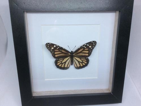 vlinder Danaus Plexippus, Verzamelen, Dierenverzamelingen, Nieuw, Opgezet dier, Overige soorten, Ophalen of Verzenden