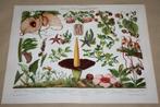 Antieke kleurenlitho - O.a. Penisplant, Reuzenpijpbloem etc., Ophalen of Verzenden