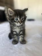 Maincoon/siamees, Dieren en Toebehoren, Geslacht onbekend, 0 tot 2 jaar