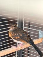 shamalijster pop half juni 2025, Tropenvogel, Geringd