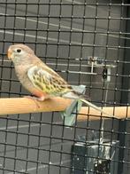 Bourke parkiet, Dieren en Toebehoren, Vogels | Parkieten en Papegaaien, Vrouwelijk, Parkiet, Geringd