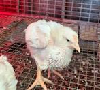 Kuikens, leghennen, wit. 3,5 week, € 3,50 per stuk, Dieren en Toebehoren, Pluimvee, Vrouwelijk, Kip