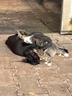 4 boerderij kittens 18 mei, Dieren en Toebehoren, Katten en Kittens | Overige Katten